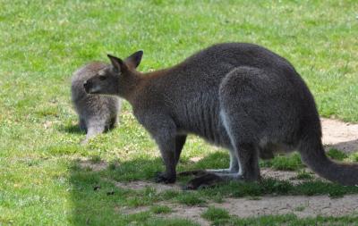 Wallaby de Bennett - 2012