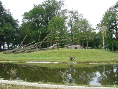 Cercopithèque diane - 2004