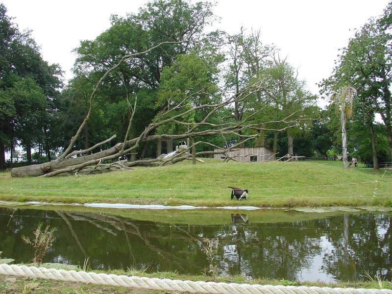 Cercopithèque diane
