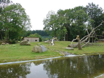 Colobe guéréza - 2004