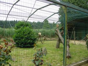 Gibbon lar