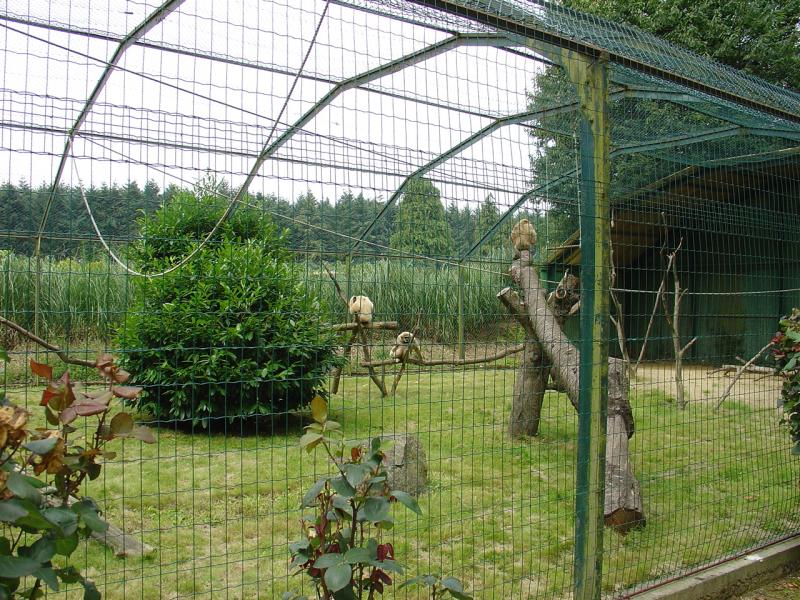 Gibbon lar
