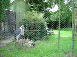 Marabout