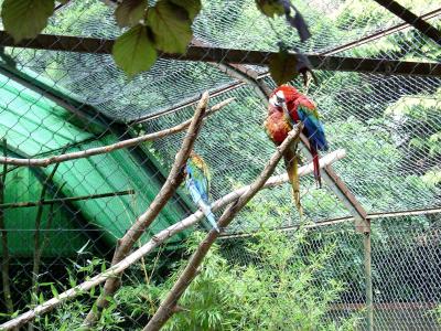 Ara chloroptère - 2004