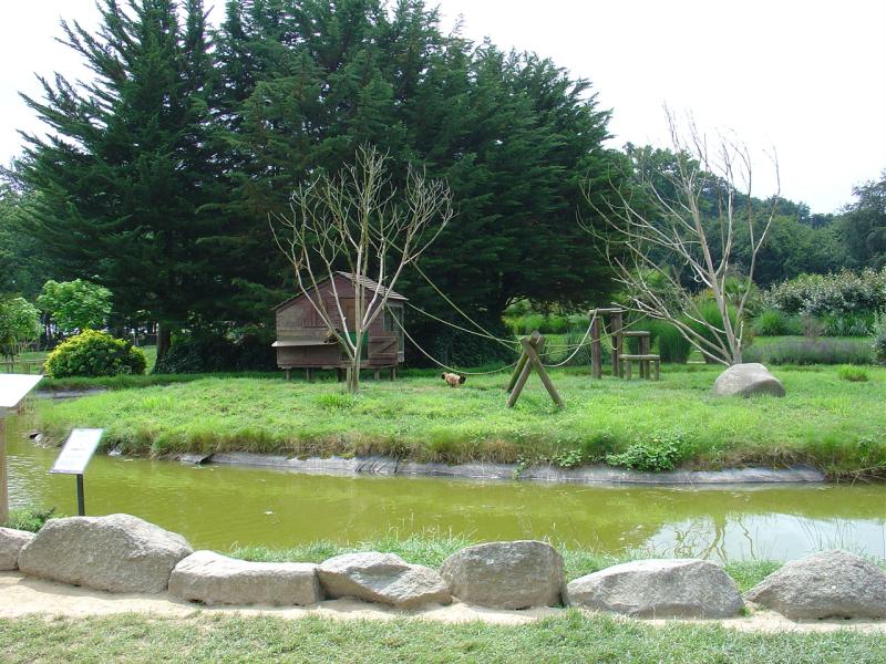 Capucin brun