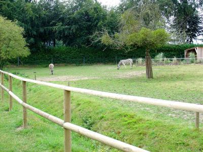 Zèbre de Grant - 2004