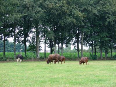 Boeuf Watussi - Autruche - 2004