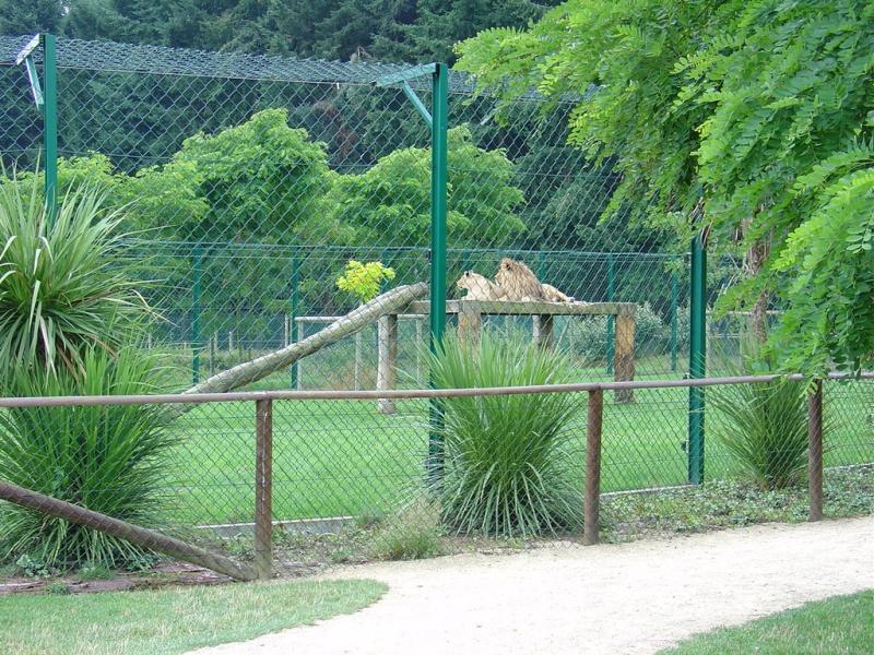 Lion