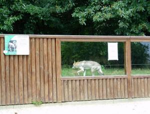 Loup d'Europe