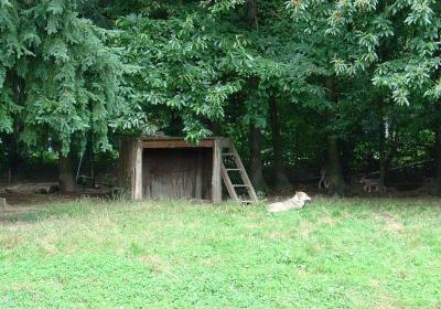 Loup d'Europe - 2004