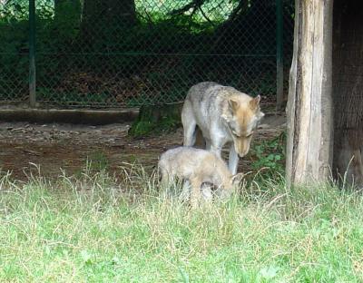 Loup d'Europe - 2004