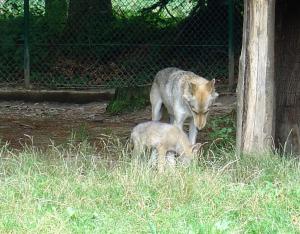 Loup d'Europe