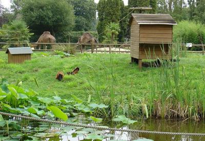 Maki vari roux - 2004