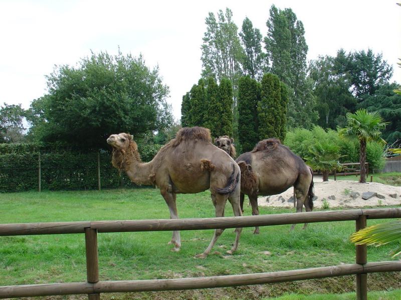 Dromadaire