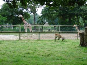 Girafe
