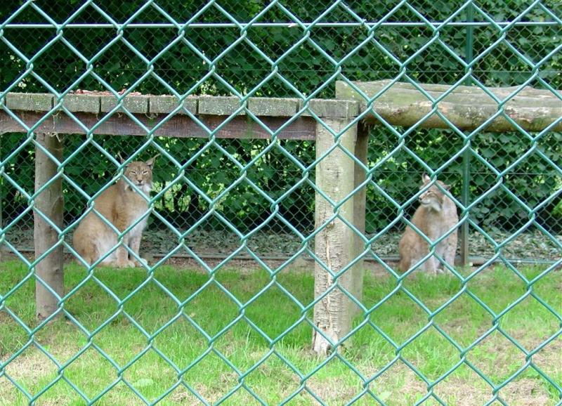 Lynx