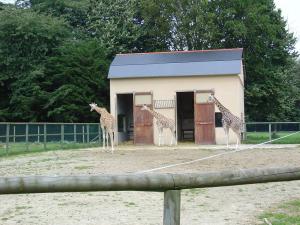 Girafe