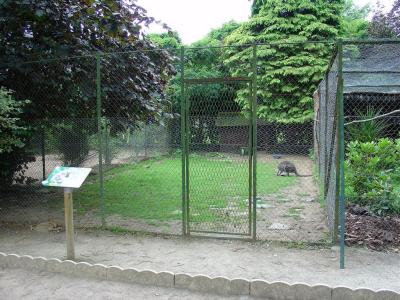 Wallaby de Bennett - 2004