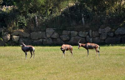 Damalisque à front blanc - 2010