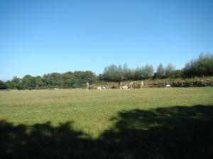 Plaine africaine
