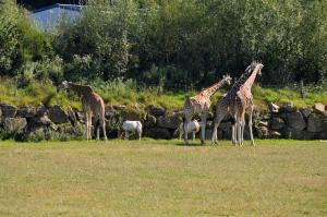 Girafe - Oryx algazelle