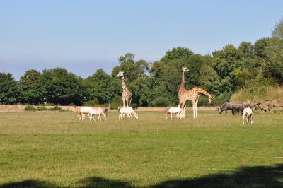 Girafe - Oryx algazelle - 2010