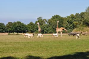 Girafe - Oryx algazelle