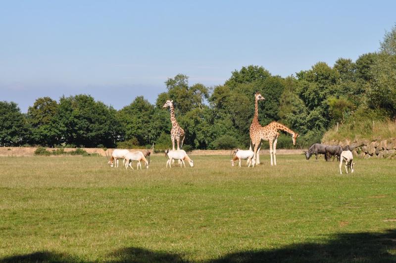 Girafe - Oryx algazelle