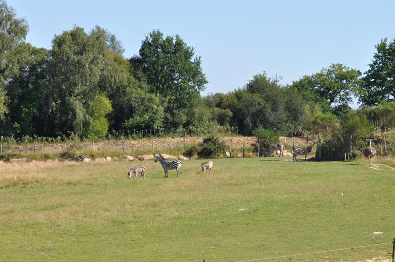 Zèbre
