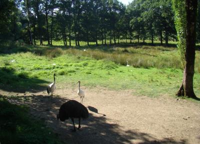 Cygne chanteur - Emeu - Grue du Japon - 2010