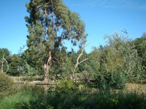 Singe hurleur noir