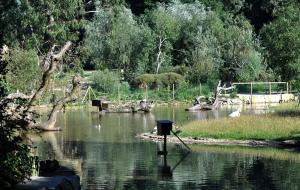 Plan d'eau et canards