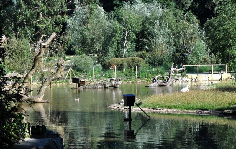 Plan d'eau et canards