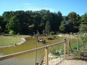 Plan d'eau et canards