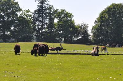 Chameau - Yack - 2010