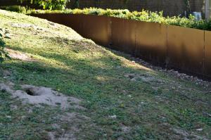 Chien de prairie