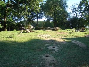 Chien de prairie