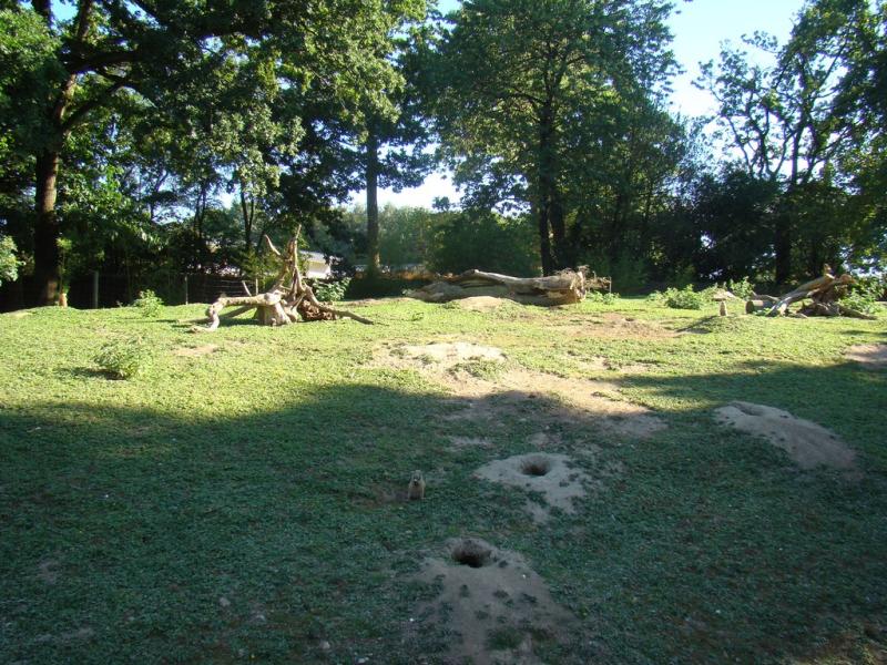 Chien de prairie