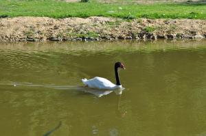 Cygne à cou noir