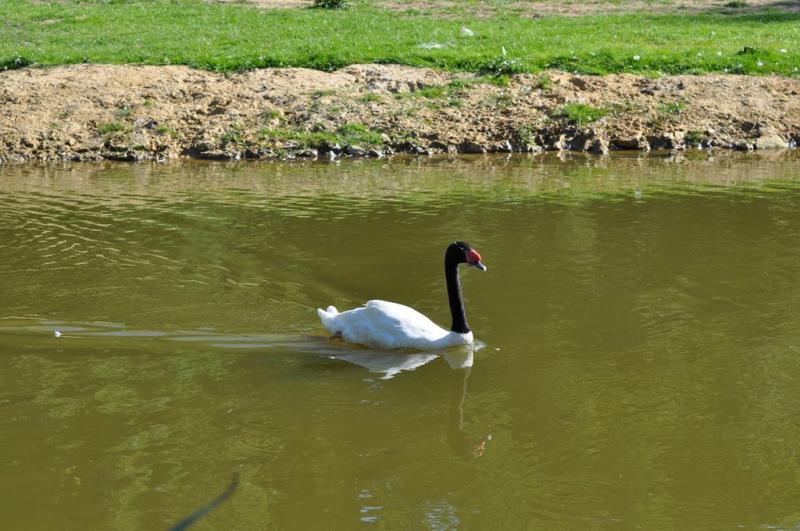 Cygne à cou noir