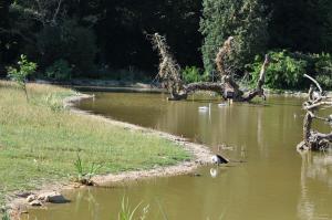 Cygne