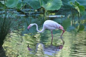 Flamant rose