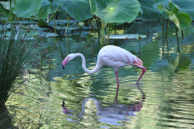 Flamant rose