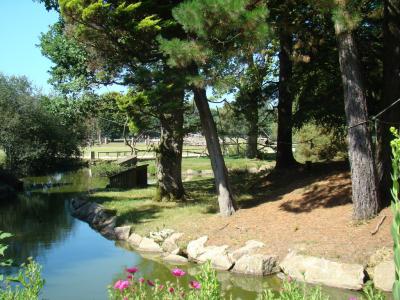 Gibbon à bonnet - 2010