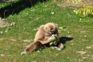 Gibbon à mains blanches
