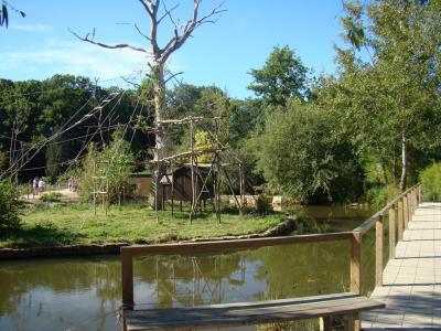 Gibbon à mains blanches - 2010