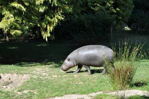 Hippopotame pygmée