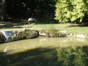 Hippopotame pygmée