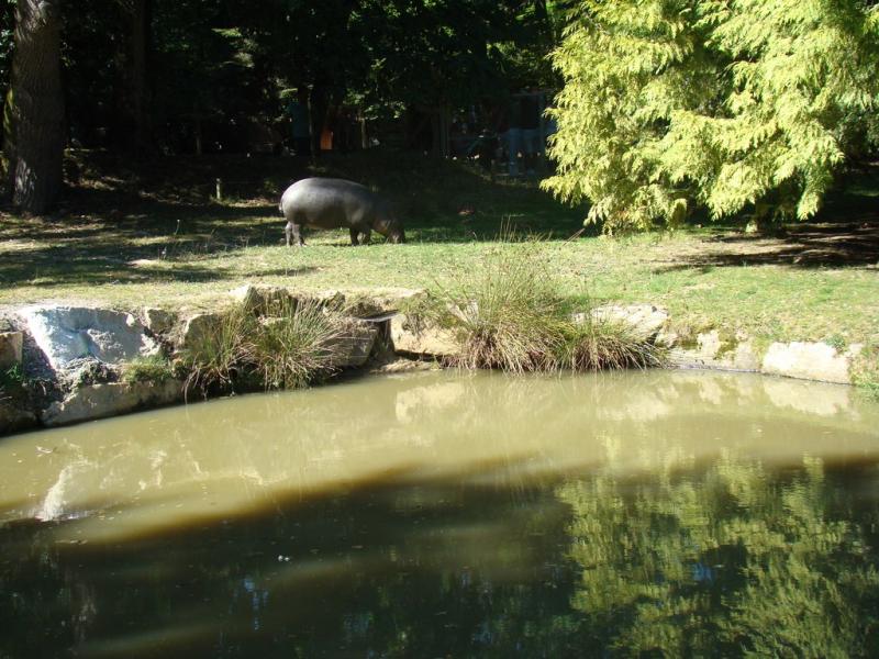 Hippopotame pygmée