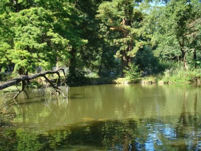 Hippopotame pygmée - 2010